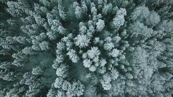 Voorwaarts Antenne Naar Besneeuwde Vallei Met Bos Bos Bij Sella — Stockvideo