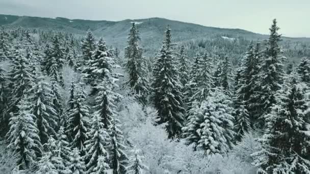 Vorwärts Antenne Verschneiten Tal Mit Wäldern Wald Sella Pass Sonnenuntergang — Stockvideo