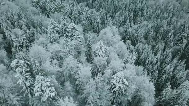 Vorwärts Antenne Verschneiten Tal Mit Wäldern Wald Sella Pass Sonnenuntergang — Stockvideo