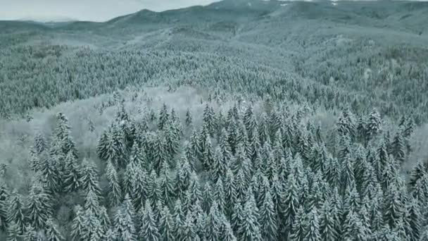 Voorwaarts Antenne Naar Besneeuwde Vallei Met Bos Bos Bij Sella — Stockvideo