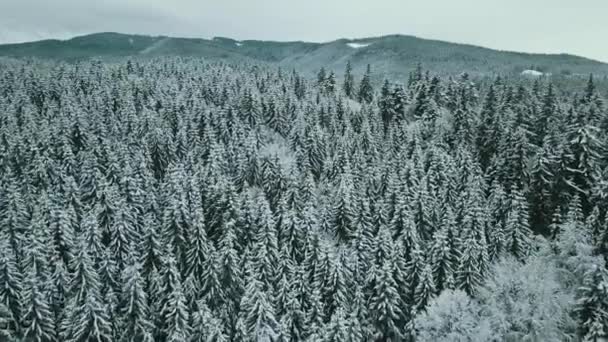 Avião Para Frente Para Vale Nevado Com Floresta Bosques Sella — Vídeo de Stock