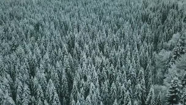 Передняя Лестница Заснеженную Долину Лесным Лесом Проходе Селла Закат Восход — стоковое видео
