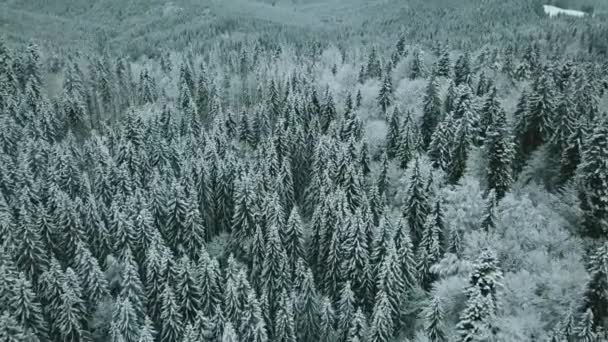 Aérea Hacia Adelante Valle Nevado Con Bosque Paso Sella Cielo — Vídeos de Stock