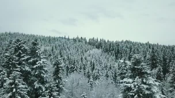 Avião Para Frente Para Vale Nevado Com Floresta Bosques Sella — Vídeo de Stock