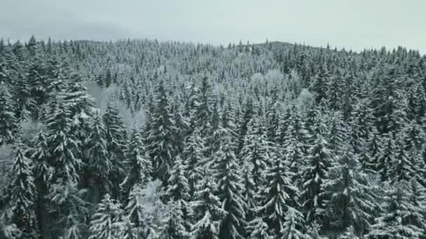 Avanti Aerea Valle Innevata Con Bosco Bosco Passo Del Sella — Video Stock