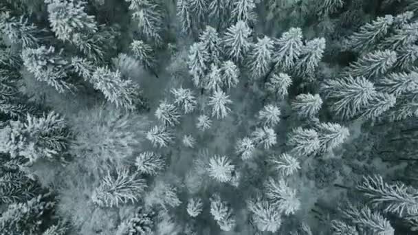 Avião Para Frente Para Vale Nevado Com Floresta Bosques Sella — Vídeo de Stock
