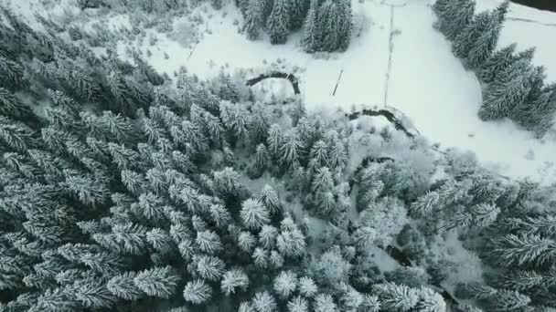 Sella Geçidindeki Orman Ormanıyla Karlı Vadiye Doğru Ilerleyin Gün Batımı — Stok video