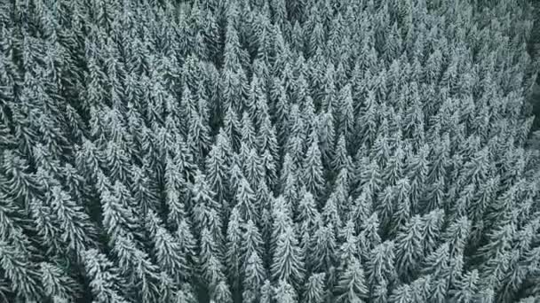 Avião Para Frente Para Vale Nevado Com Floresta Bosques Sella — Vídeo de Stock