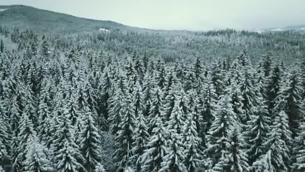 Avião Para Frente Para Vale Nevado Com Floresta Bosques Sella — Vídeo de Stock