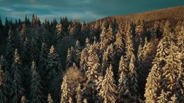 Sunset 'teki Hava Kış Manzarası. Güzel Sinema Kaliteli Görüntü UHD 4k. Karlı Orman 'ın havadan görünüşü. Üstgeçit Karlı Dağlar ve Donmuş Ağaçlar. Ukrayna, Karpat Dağları