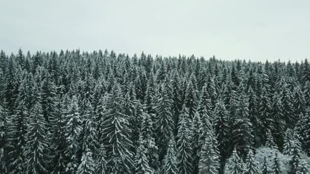 Avanti Aerea Valle Innevata Con Bosco Bosco Passo Del Sella — Video Stock