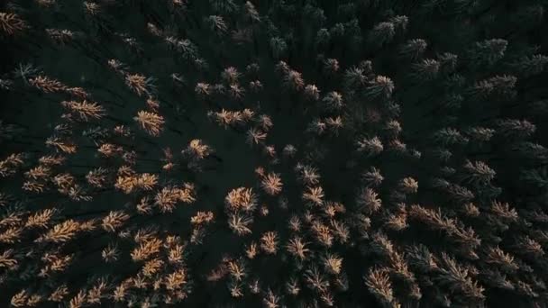 日落时的冬季空中风景 美丽的电影质量形象Uhd 从空中俯瞰雪地森林 飞越雪山和冻树 乌克兰 喀尔巴阡山脉 — 图库视频影像