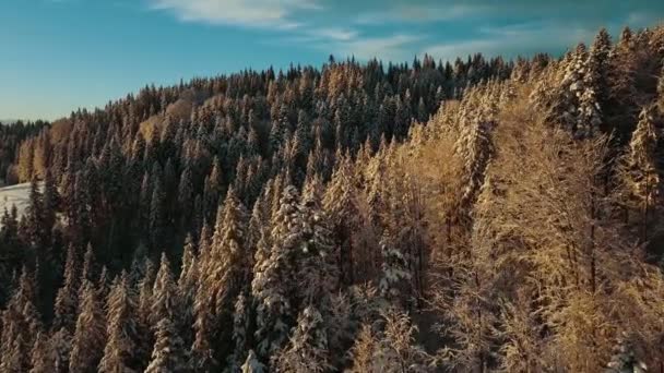 Zimowy Pejzaż Zachodzie Słońca Piękny Film Jakość Wideo Uhd Widok — Wideo stockowe
