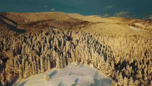 日没の空中冬の風景 美しい映画品質の映像Uhd 雪の森の空中ビュー フライオーバー雪の山と木々の凍結 ウクライナ カルパチア山脈 — ストック動画