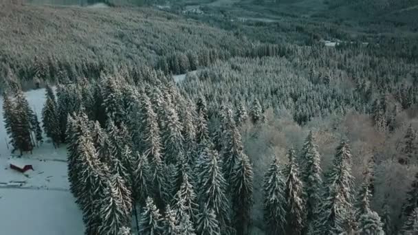 日落时的冬季空中风景 美丽的电影质量形象Uhd 从空中俯瞰雪地森林 飞越雪山和冻树 乌克兰 喀尔巴阡山脉 — 图库视频影像