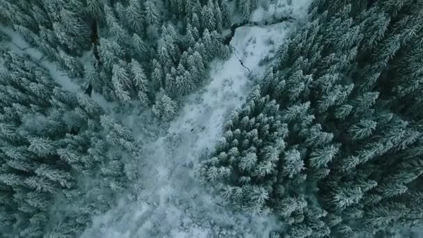 겨울에는 눈덮인 나무들 얼어붙은 공중에서 수있었습니다 핀란드의 위에서 — 비디오