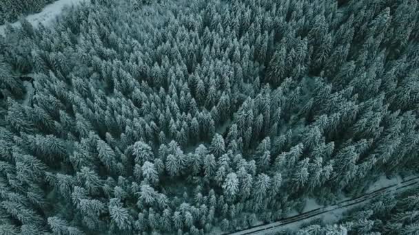 Letecký Pohled Zamrzlý Les Zasněženými Stromy Zimě Let Nad Zimním — Stock video