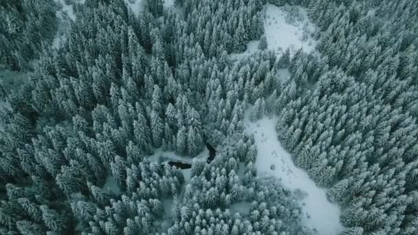 Вид Воздуха Замерзший Лес Заснеженными Деревьями Зимой Полет Над Зимним — стоковое видео