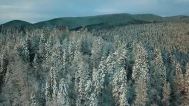 Kışın karla kaplı donmuş bir ormanın havadan görünüşü. Finlandiya 'da kış ormanı üzerinde uçuş, üst görünüm.