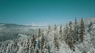 Kışın karla kaplı donmuş bir ormanın havadan görünüşü. Finlandiya 'da kış ormanı üzerinde uçuş, üst görünüm.