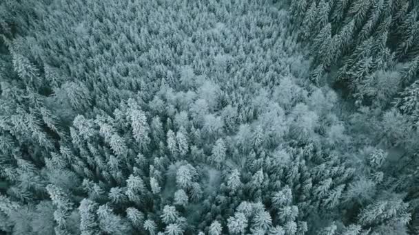 Luftaufnahme Eines Gefrorenen Waldes Mit Schneebedeckten Bäumen Winter Flug Über — Stockvideo