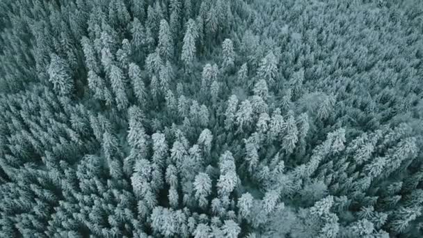 Luftaufnahme Eines Gefrorenen Waldes Mit Schneebedeckten Bäumen Winter Flug Über — Stockvideo