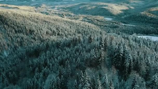 Vue Aérienne Une Forêt Gelée Avec Des Arbres Enneigés Hiver — Video