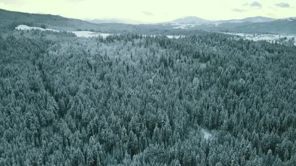 Drone Beeldmateriaal Besneeuwde Bomen Winter Natuur Mooi Europa Luchtfoto Dennenbos — Stockvideo