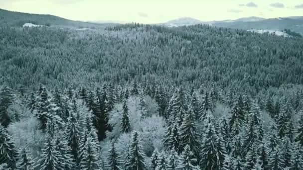 Luchtfoto Van Een Bevroren Bos Met Besneeuwde Bomen Winter Vlucht — Stockvideo