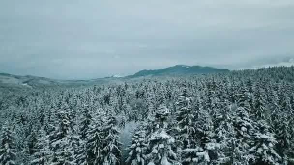 Luchtfoto Van Een Bevroren Bos Met Besneeuwde Bomen Winter Vlucht — Stockvideo