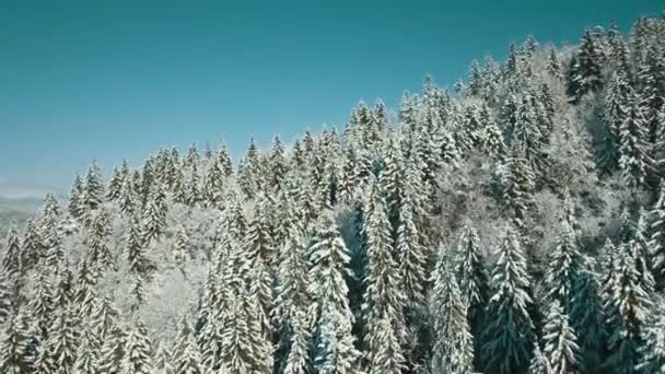 Luchtfoto Van Een Bevroren Bos Met Besneeuwde Bomen Winter Vlucht — Stockvideo