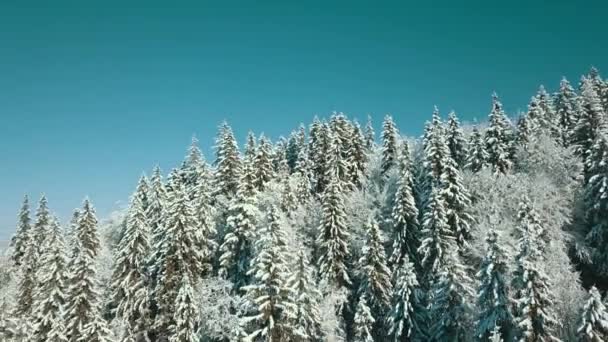 冬には雪に覆われた木々が凍る森の空中風景 フィンランドの冬の森の上のフライト トップビュー — ストック動画
