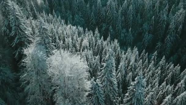 Vista Aerea Una Foresta Ghiacciata Con Alberi Innevati Inverno Volo — Video Stock