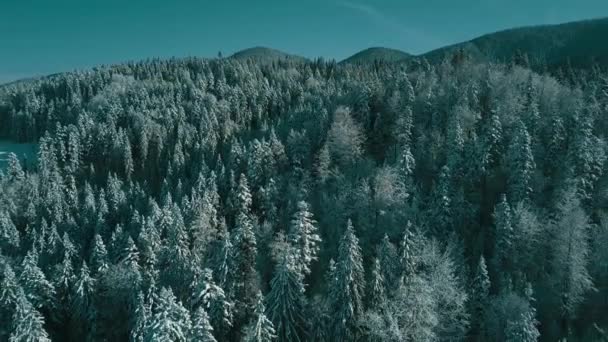 冬には雪に覆われた木々が凍る森の空中風景 フィンランドの冬の森の上のフライト トップビュー — ストック動画