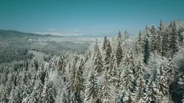 Kışın karla kaplı donmuş bir ormanın havadan görünüşü. Finlandiya 'da kış ormanı üzerinde uçuş, üst görünüm.
