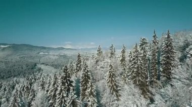 Kışın karla kaplı donmuş bir ormanın havadan görünüşü. Finlandiya 'da kış ormanı üzerinde uçuş, üst görünüm.