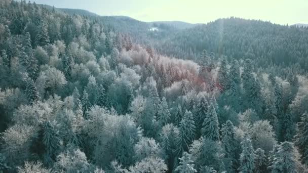 Légi Kilátás Egy Fagyos Erdő Borította Fák Télen Repülés Téli — Stock videók