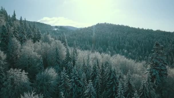 Luchtfoto Van Een Bevroren Bos Met Besneeuwde Bomen Winter Vlucht — Stockvideo