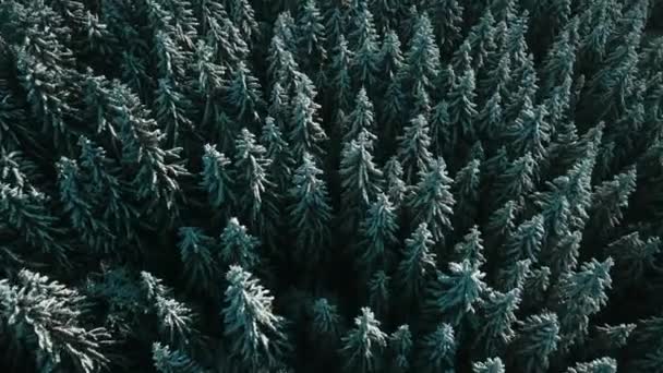 겨울에는 눈덮인 나무들 얼어붙은 공중에서 수있었습니다 핀란드의 위에서 — 비디오