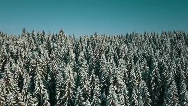 Aerial View Frozen Forest Snow Covered Trees Winter Flight Winter — Stock Video