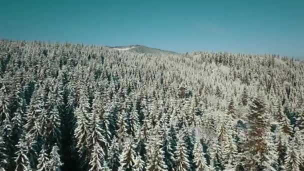 Aerial View Frozen Forest Snow Covered Trees Winter Flight Winter — Stock Video
