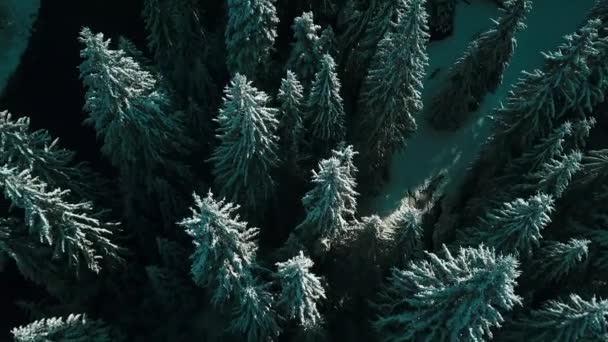 Widok Lotu Ptaka Zamarzniętego Lasu Pokrytymi Śniegiem Drzewami Zimą Lot — Wideo stockowe