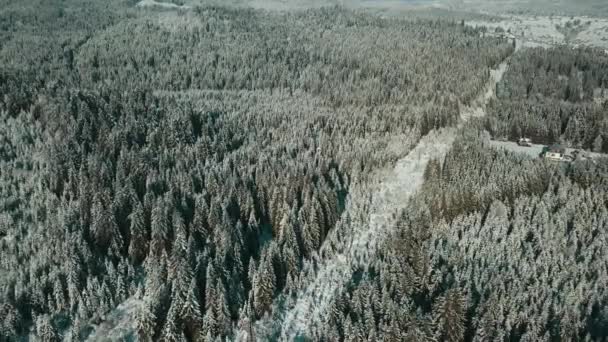 Letecký Pohled Zamrzlý Les Zasněženými Stromy Zimě Let Nad Zimním — Stock video