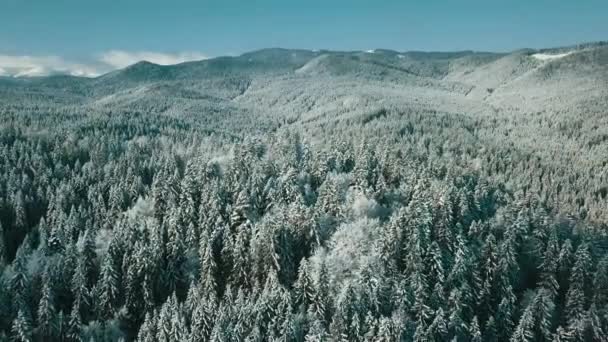 Vista Aérea Bosque Congelado Con Árboles Cubiertos Nieve Invierno Vuelo — Vídeos de Stock