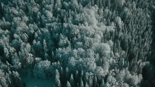 冬には雪に覆われた木々が凍る森の空中風景 フィンランドの冬の森の上のフライト トップビュー — ストック動画