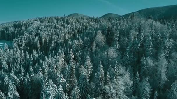 Повітряний Вид Замерзлого Лісу Засніженими Деревами Взимку Політ Над Зимовим — стокове відео