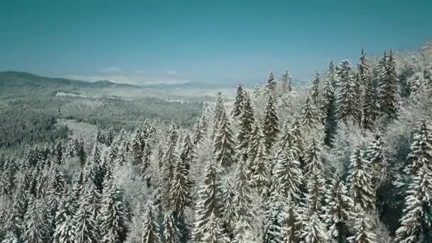 冬には雪に覆われた木々が凍る森の空中風景 フィンランドの冬の森の上のフライト トップビュー — ストック動画