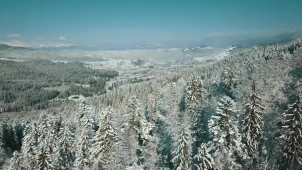 Vista Aérea Uma Floresta Congelada Com Árvores Cobertas Neve Inverno — Vídeo de Stock