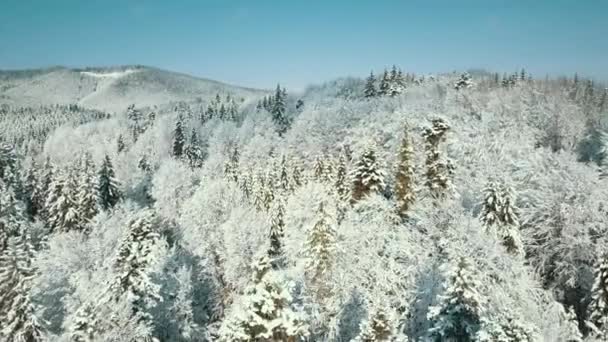 冬には雪に覆われた木々が凍る森の空中風景 フィンランドの冬の森の上のフライト トップビュー — ストック動画