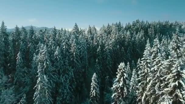 Pemandangan Udara Dari Hutan Beku Dengan Pohon Tertutup Salju Musim — Stok Video